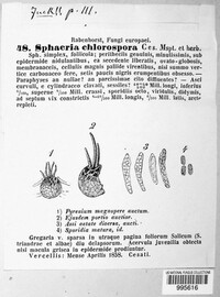 Venturia chlorospora image